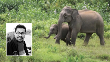 ভিডিও বানাতে গিয়ে বুনো হাতির আক্রমণে কনটেন্ট ক্রিয়েটরের মৃত্যু